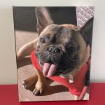 dog photo printed on canvas 1