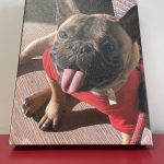 dog photo printed on canvas 3